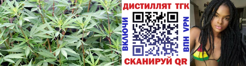 Дистиллят ТГК THC oil Отрадное